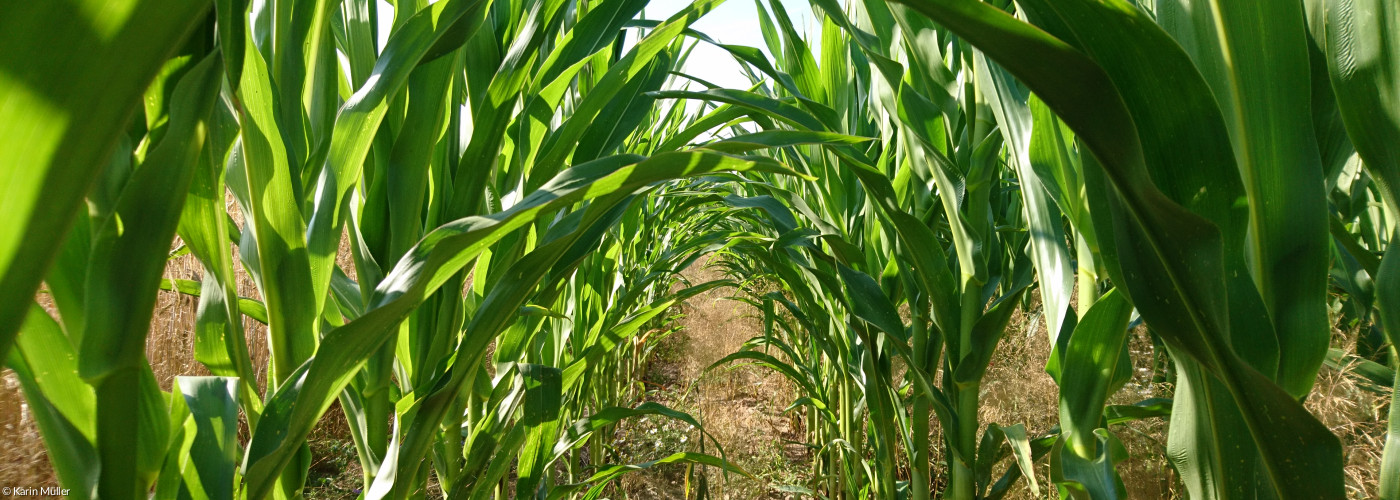 Weg durchs Maisfeld