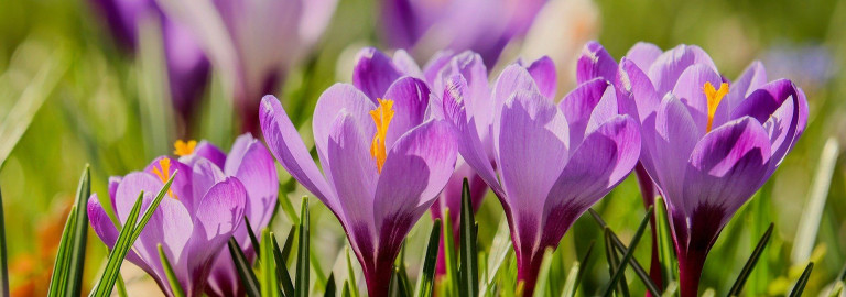 2022_02_27_crocuses-g471dc6196_1920.jpg