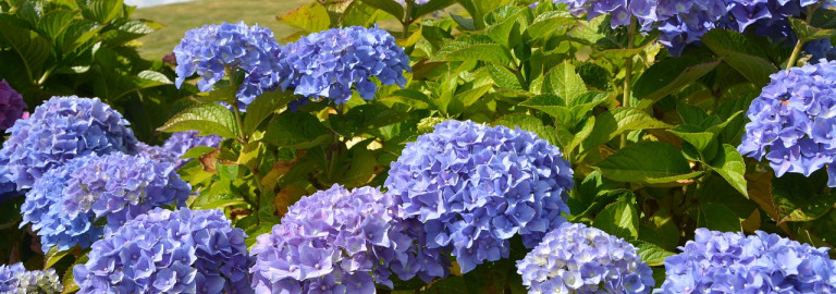hydrangeas-g2a2833722_1280.jpg