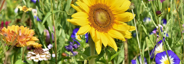 Sonnenblume