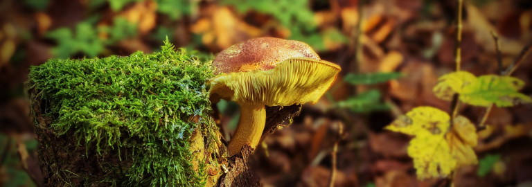 Kommen Sie gut durch den Herbst und bleiben Sie bitte gesund!