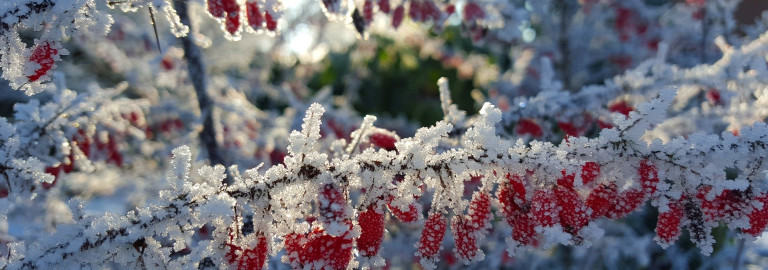 Jesus Christus spricht: Seid barmherzhig, wie auch euer Vater barmherzig ist! Lulkas 6,36